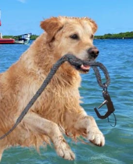 dog captain retriever towing hook safety first